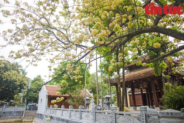 Những c&acirc;y hoa b&uacute;n khoe sắc v&agrave;ng rực rỡ đầu th&aacute;ng 4