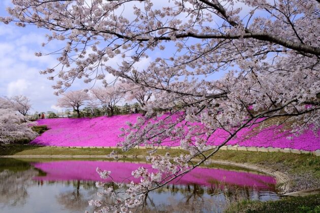 1 min 6 630x420 - Mê mẩn ngắm hoa anh đào ở Nhật Bản