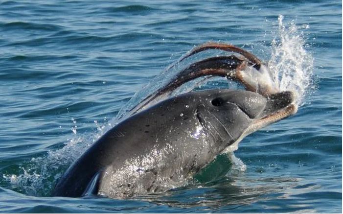 Cá heo là động vật có vú sống ở đại dương, thuộc phân bộ Cetacea, chúng có khoảng 17 chi và 40 loài cá heo, phân bố ở vùng nước nông của tất cả các đại dương trên thế giới. Cá heo là động vật có vú sống ở đại dương, thuộc phân bộ Cetacea, chúng có khoảng 17 chi và 40 loài cá heo, phân bố ở vùng nước nông của tất cả các đại dương trên thế giới.