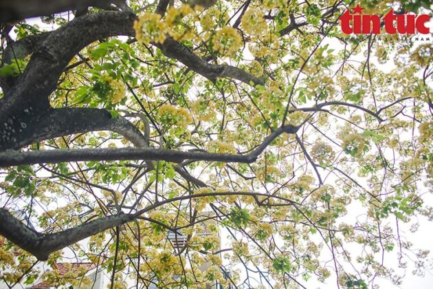 Hoa b&uacute;n mọc th&agrave;nh từng ch&ugrave;m ph&iacute;a đầu c&agrave;nh, đung đưa trước gi&oacute;.