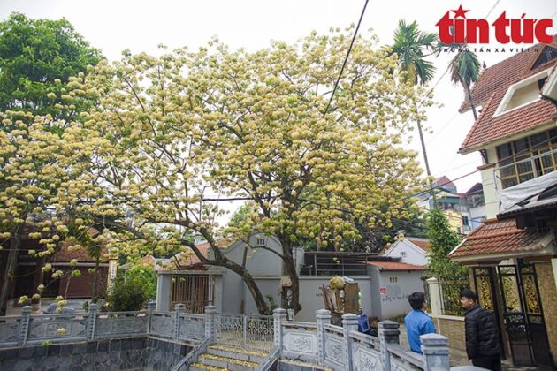 Hoa b&uacute;n m&agrave;u v&agrave;ng v&agrave; trắng xen lẫn sắc xanh của l&aacute;, khiến c&acirc;y nổi bật.