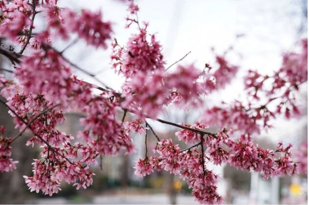Một c&acirc;y hoa anh đ&agrave;o nở trong thời tiết ấm &aacute;p ở Washington, Mỹ.