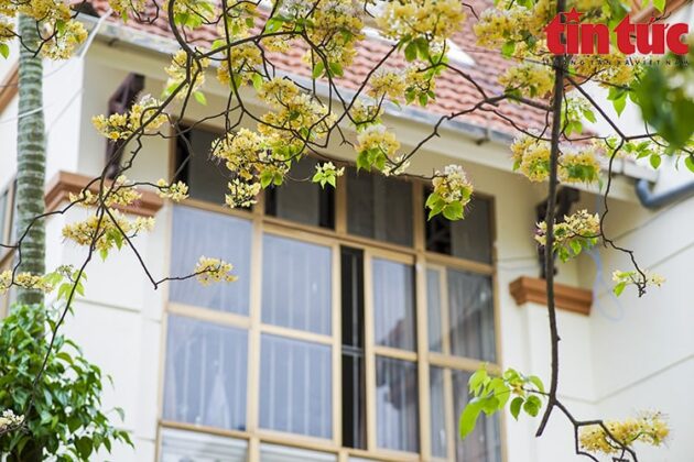 Hoa b&uacute;n chỉ nở duy nhất một lần trong năm v&agrave;o mỗi đợt cuối th&aacute;ng 3 hoặc đầu th&aacute;ng 4 v&agrave; sau 1 th&aacute;ng hoa sẽ t&agrave;n.