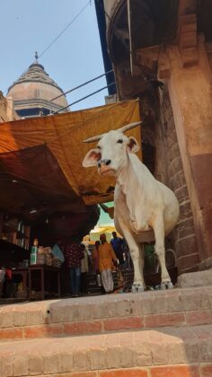 Theo truyền thuyết của đạo Hindu, b&ograve; Nandi l&agrave; vật cưỡi của thần Shiva, vị thần tối cao. V&igrave; thế, b&ograve; c&oacute; ở khắp mọi nơi ở Varanasi v&agrave; tự do đi lại 2