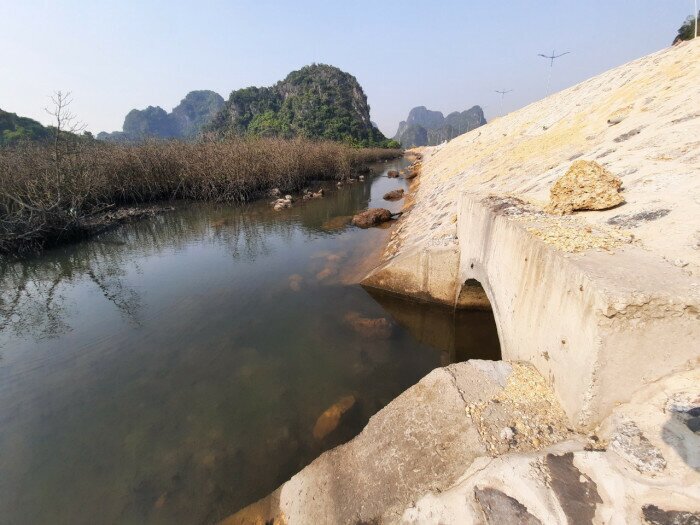 2 min 1 - Vì sao rừng ngập mặn ven đường bao biển Quảng Ninh 'hồi sinh' thần kỳ?