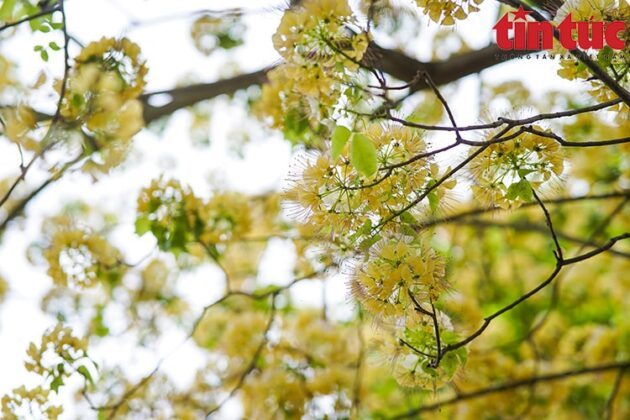 H&agrave; Nội cũng đang c&oacute; những c&acirc;y hoa b&uacute;n hiếm hoi.