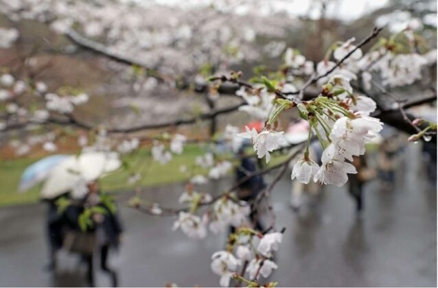 Hoa anh đ&agrave;o khoe sắc trong khu&ocirc;n vi&ecirc;n Cung điện Ho&agrave;ng gia Nhật Bản ở thủ đ&ocirc; Tokyo.