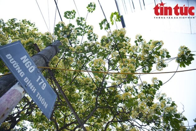 C&acirc;y hoa b&uacute;n đầu ti&ecirc;n được người H&agrave; Nội biết tới nằm ở cuối l&agrave;ng Đ&igrave;nh Th&ocirc;n (Mỹ Đ&igrave;nh, H&agrave; Nội).