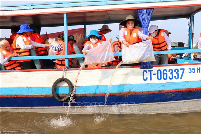 Mỗi năm, Cần Thơ thả từ 10 - 15 tấn cá giống các loại, tăng gấp 30 lần so với năm 2013. 