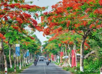 Ai đã mang phượng vĩ đến Hải Phòng?