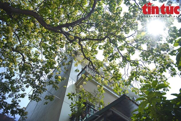 C&acirc;y b&uacute;n n&agrave;y c&oacute; tuổi đời hơn 300 năm, được người d&acirc;n nơi đ&acirc;y coi l&agrave; b&aacute;u vật, bởi đ&atilde; gắn b&oacute; với biết bao thế hệ, thăng trầm của v&ugrave;ng đất n&agrave;y.