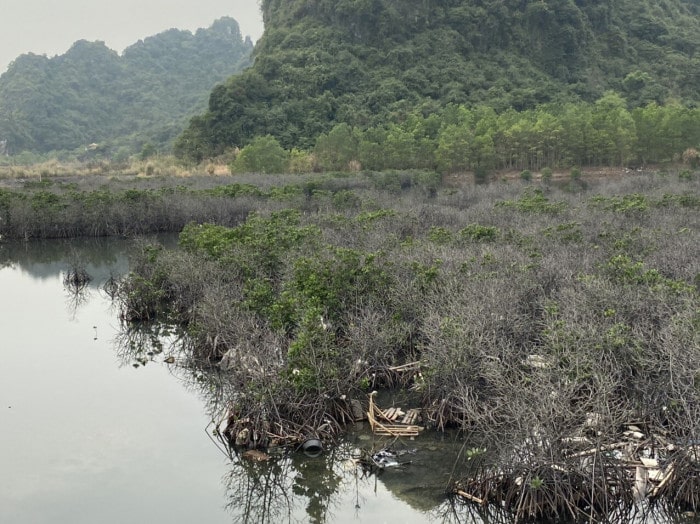 5 min 1 - Vì sao rừng ngập mặn ven đường bao biển Quảng Ninh 'hồi sinh' thần kỳ?