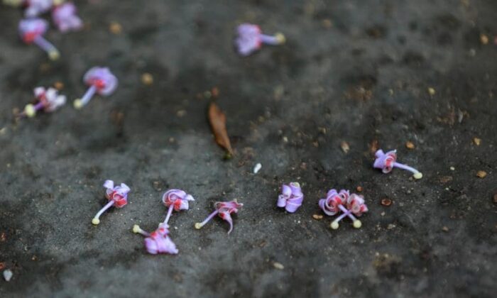 5 min 13 700x420 - Chiêm ngưỡng vẻ đẹp của hoa Ngô đông trong hoàng cung Huế