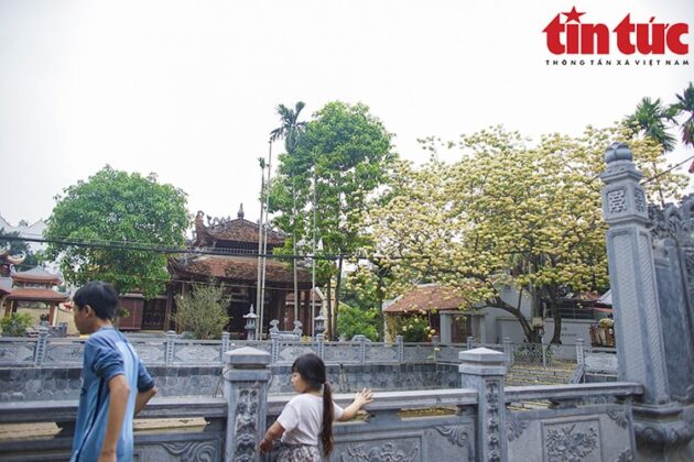 C&acirc;y hoa b&uacute;n thứ hai được biết tới tại l&agrave;ng H&agrave; Tr&igrave; (H&agrave; Cầu, H&agrave; Đ&ocirc;ng, H&agrave; Nội).