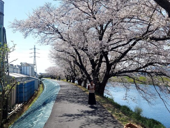 Hoa đ&agrave;o nở rộ dọc d&ograve;ng s&ocirc;ng d&ograve;ng Urui thuộc tỉnh Shizuoka.