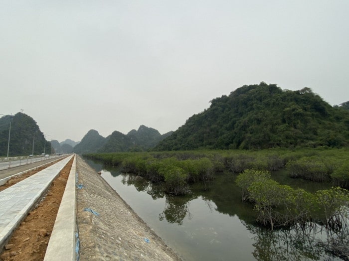 6 min 1 - Vì sao rừng ngập mặn ven đường bao biển Quảng Ninh 'hồi sinh' thần kỳ?