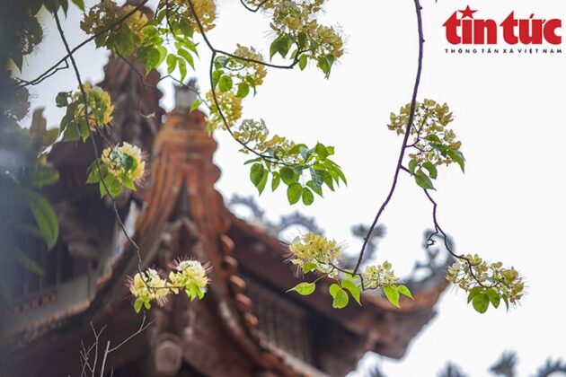 C&acirc;y b&uacute;n mọc ngay b&ecirc;n cạnh ng&ocirc;i đ&igrave;nh l&agrave;ng H&agrave; Tr&igrave; cổ k&iacute;nh.