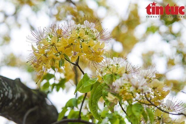 C&acirc;y hoa b&uacute;n c&oacute; 2 m&agrave;u đặc trưng l&agrave; m&agrave;u v&agrave;ng v&agrave; trắng, c&oacute; m&ugrave;i thơm dễ chịu v&agrave; khi nở, nhụy hoa c&oacute; h&igrave;nh d&aacute;ng giống với sợi b&uacute;n.
