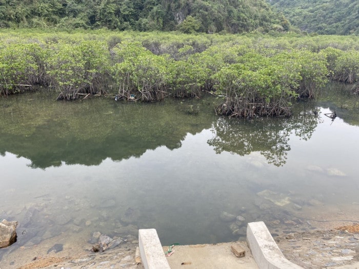 7 min - Vì sao rừng ngập mặn ven đường bao biển Quảng Ninh 'hồi sinh' thần kỳ?