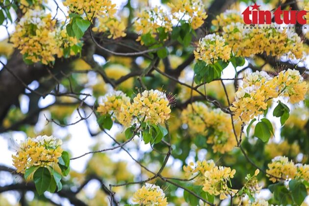 Nhiều người d&acirc;n trong l&agrave;ng H&agrave; Tr&igrave; cho biết, kh&ocirc;ng ai biết tuổi ch&iacute;nh x&aacute;c của c&acirc;y, chỉ biết rằng c&acirc;y b&uacute;n n&agrave;y đ&atilde; c&oacute; từ rất l&acirc;u.