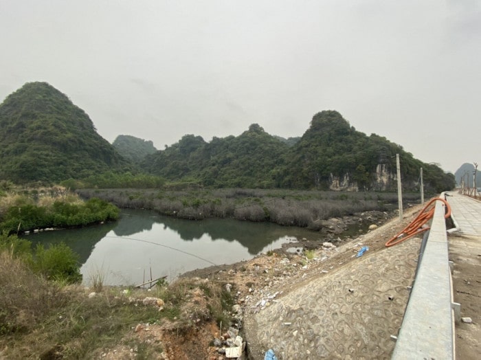 8 min - Vì sao rừng ngập mặn ven đường bao biển Quảng Ninh 'hồi sinh' thần kỳ?