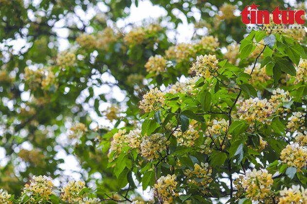 Ngo&agrave;i vẻ đẹp, c&acirc;y b&uacute;n c&ograve;n c&oacute; nhiều t&aacute;c dụng như quả c&oacute; thể ăn được v&agrave; l&agrave;m thuốc.