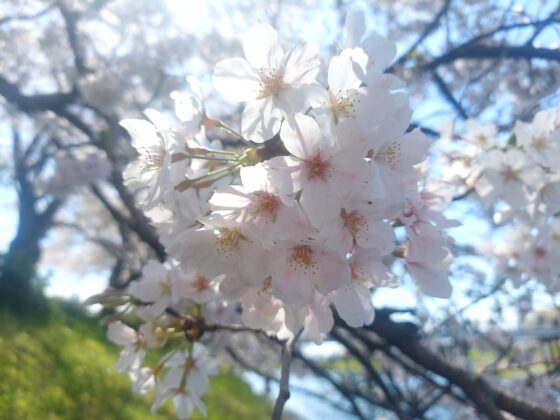 9 min 3 560x420 - Mê mẩn ngắm hoa anh đào ở Nhật Bản