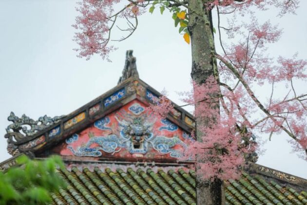 9 min 8 630x420 - Chiêm ngưỡng vẻ đẹp của hoa Ngô đông trong hoàng cung Huế