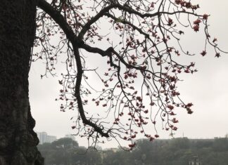Vì sao có tên gọi cây gạo? - Nhà dân tộc học Tạ Đức