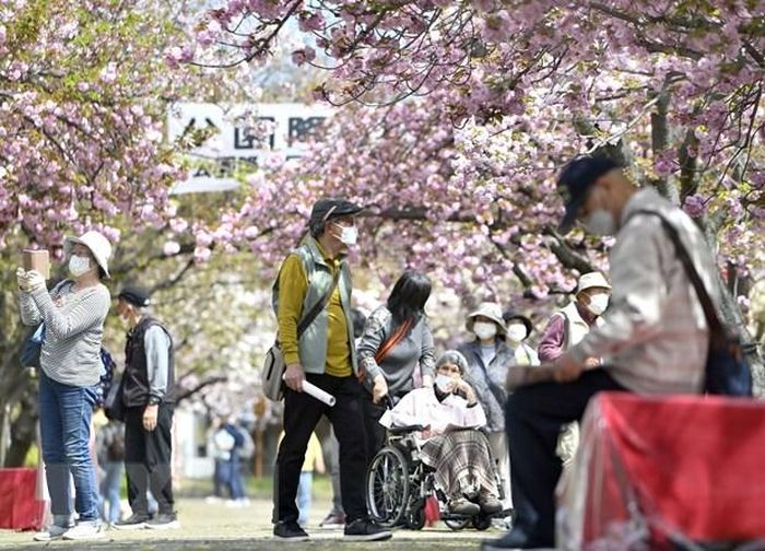 Nguoi cao tuoi ngam hoa anh dao tai Osaka - Dân số Nhật Bản dưới mốc 125 triệu, giảm năm thứ 12 liên tiếp