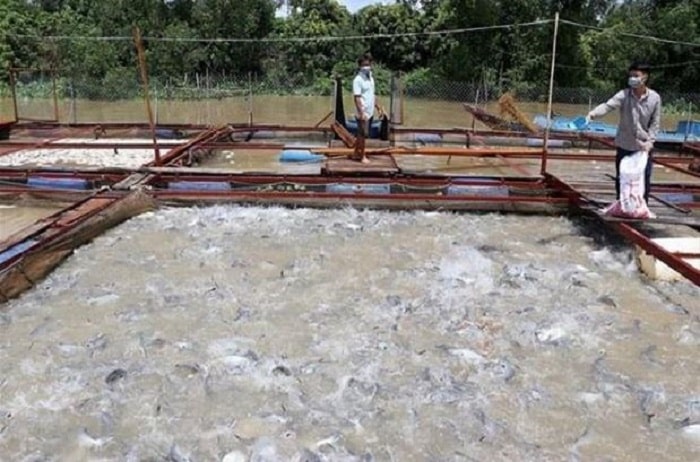 Tiền Giang: Người nuôi cá điêu hồng phấn khởi vì giá cao, lãi khá