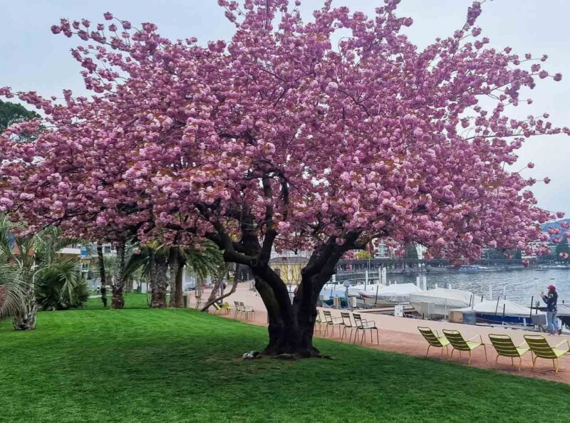 Sac hoa Xuan tai Lugano min 800x594 - Ngắm nhìn cảnh sắc quyến rũ của mùa Xuân châu Âu