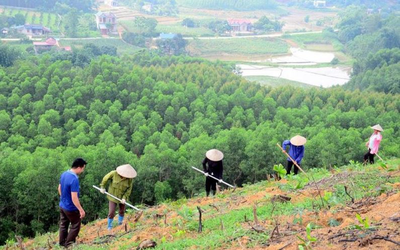 Trong quý I/2023, diện tích rừng trồng mới tập trung cả nước ước tăng 4,7% so với cùng kỳ năm trước.