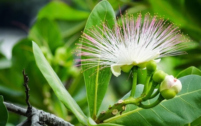 hoa bàng vuông nở rộ trên đảo Lý Sơn hoa bàng vuông nở rộ trên đảo Lý Sơn
