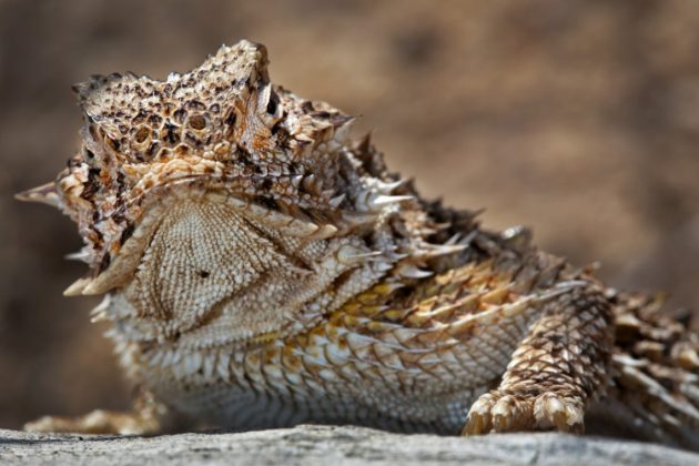 Khi thằn lằn gai Texas cảm thấy bị đe dọa, ch&uacute;ng sẽ phun m&aacute;u từ hai mắt.