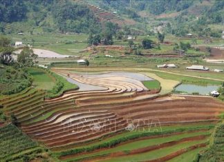 Mùa nước đổ trên những thửa ruộng bậc thang ở Lai Châu