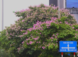 Bằng lăng tím 1 góc trời Thủ đô