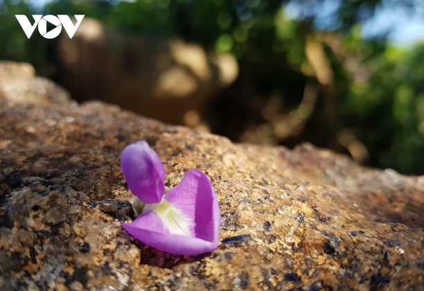 Một c&aacute;nh hoa Th&agrave;n m&aacute;t