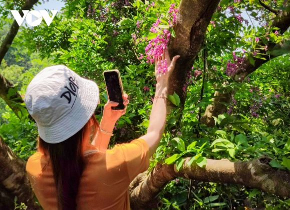 B&aacute;n đảo Sơn Tr&agrave; l&agrave; khu rừng thi&ecirc;n nhi&ecirc;n với gi&aacute; trị t&agrave;i nguy&ecirc;n lớn, hệ sinh th&aacute;i đa dạng đối với Đ&agrave; th&agrave;nh. Ảnh: Ch&ugrave;m Th&agrave;n m&aacute;t rực rỡ dưới &aacute;nh nắng