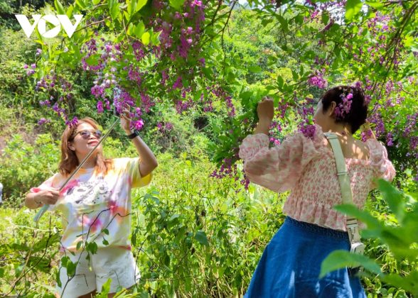 Khi c&acirc;y Th&agrave;n m&aacute;t trổ hoa, sắc t&iacute;m nở rộ cả b&aacute;n đảo Sơn Tr&agrave; khiến ai đến đ&acirc;y cũng trầm trồ trước vẻ đẹp của lo&agrave;i hoa n&agrave;y.