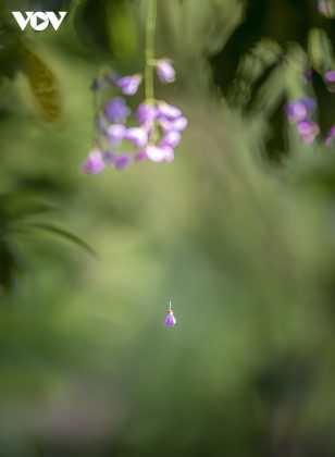 C&aacute;nh hoa t&iacute;m vương tr&ecirc;n sợi tơ nhện