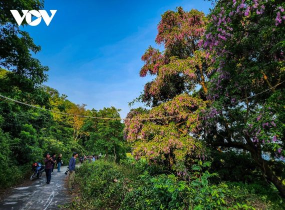 Những chiếc cầu cạn (cầu d&acirc;y) được chăng ra, gi&uacute;p lo&agrave;i linh trưởng di chuyển kiếm ăn an to&agrave;n hơn.