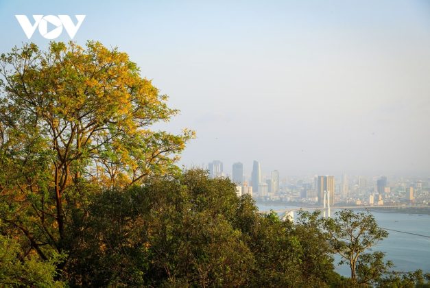 M&ugrave;a hoa Lim xẹt nở rộ cũng l&agrave; dịp để người d&acirc;n, du kh&aacute;ch v&agrave; c&aacute;c nhiếp ảnh gia tr&ecirc;n khắp nơi tụ hội về Sơn Tr&agrave;, &ldquo;săn&rdquo; những bức ảnh đẹp về phong cảnh nơi đ&acirc;y.