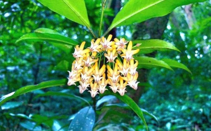 Hoa cẩm c&ugrave; hỏa tiễn tỏa hương, khoe sắc trong rừng