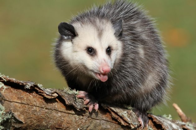 Chồn opossum l&agrave; th&uacute; c&oacute; t&uacute;i ăn tạp, sinh sống chủ yếu ở ch&acirc;u Mỹ. Lo&agrave;i động vật n&agrave;y c&oacute; thể tự đặt m&igrave;nh trong trạng th&aacute;i h&ocirc;n m&ecirc; một v&agrave;i giờ để khiến kẻ th&ugrave; nghĩ rằng n&oacute; đ&atilde; chết.
