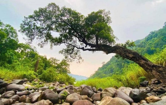Trong rừng s&acirc;u c&oacute; nhiều c&acirc;y cổ thụ mọc l&ecirc;n giữa mu&ocirc;n tr&ugrave;ng đ&aacute; n&uacute;i