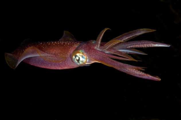 Mực ống Octopoteuthis deletron c&oacute; thể để lại 2 x&uacute;c thủ của n&oacute; b&aacute;m chặt v&agrave;o kẻ săn mồi để đ&aacute;nh lạc hướng n&oacute; v&agrave; tho&aacute;t th&acirc;n.