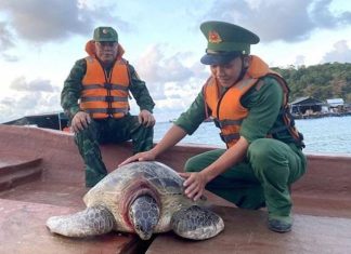 Kiên Giang: Thả cá thể rùa biển nặng 80kg về lại đại dương