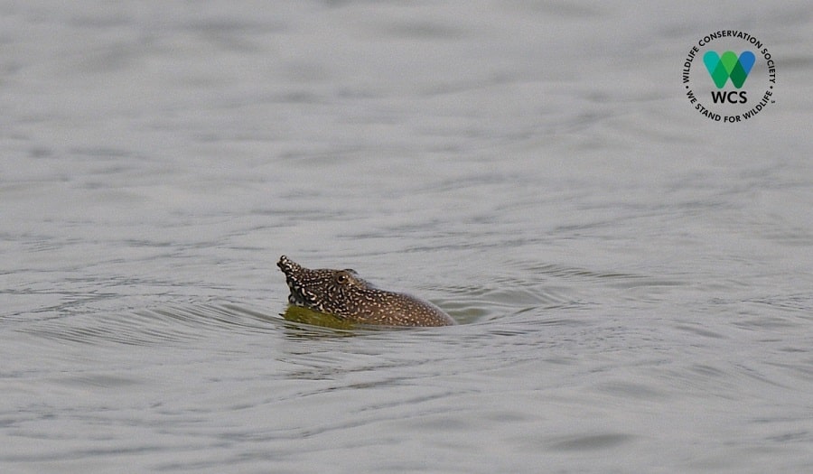 Một con rùa mai mềm liên tục bơi trên mặt hồ Đồng Mô đã được phát hiện trước đó