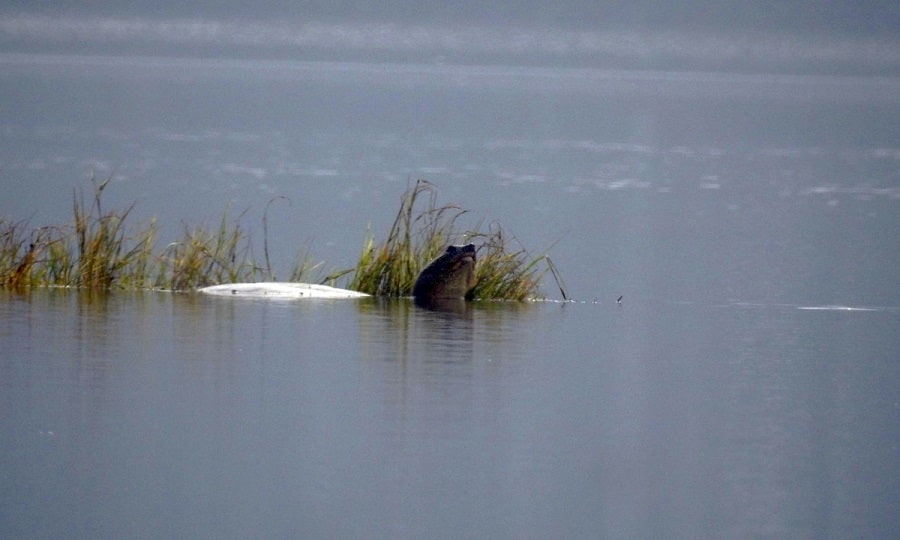 Hai rùa mai mềm lớn liên tục xuất hiện trên mặt hồ Đồng Mô